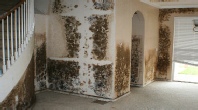 Mold Experts Jupiter, Florida